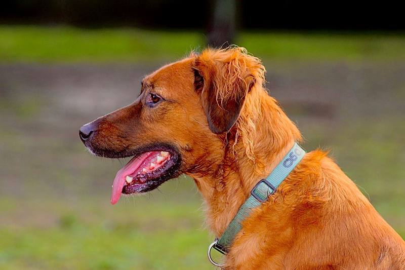 Chien de profil